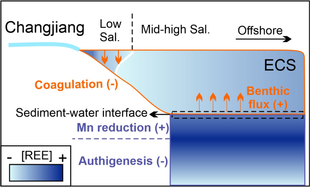 Dominance of the benthic flux of rare earth elements on continental